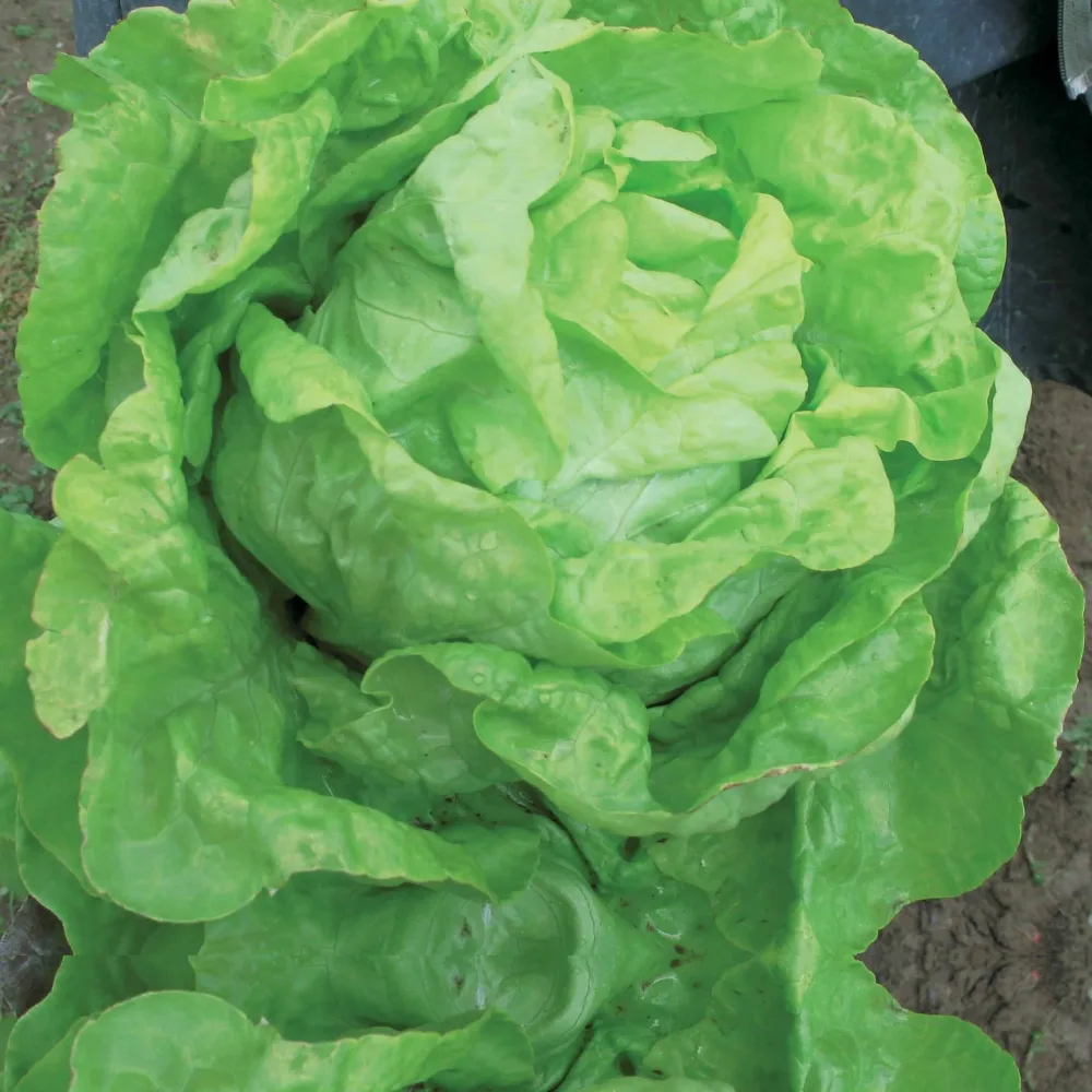 Laitue pommée Lilloise Lactuca sativa Lilloise