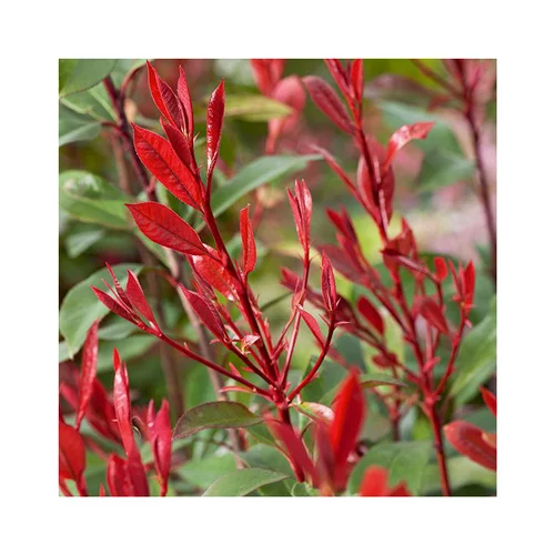 Photinia carré rouge en pot de 3 litres