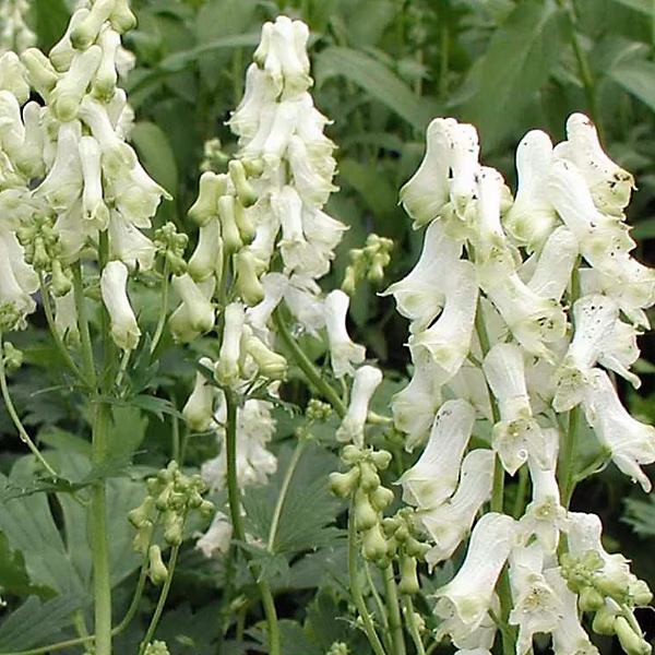 6 x Casque de jupiter – Aconitum napellus 'Schneewittchen', godet 9cm x 9cm