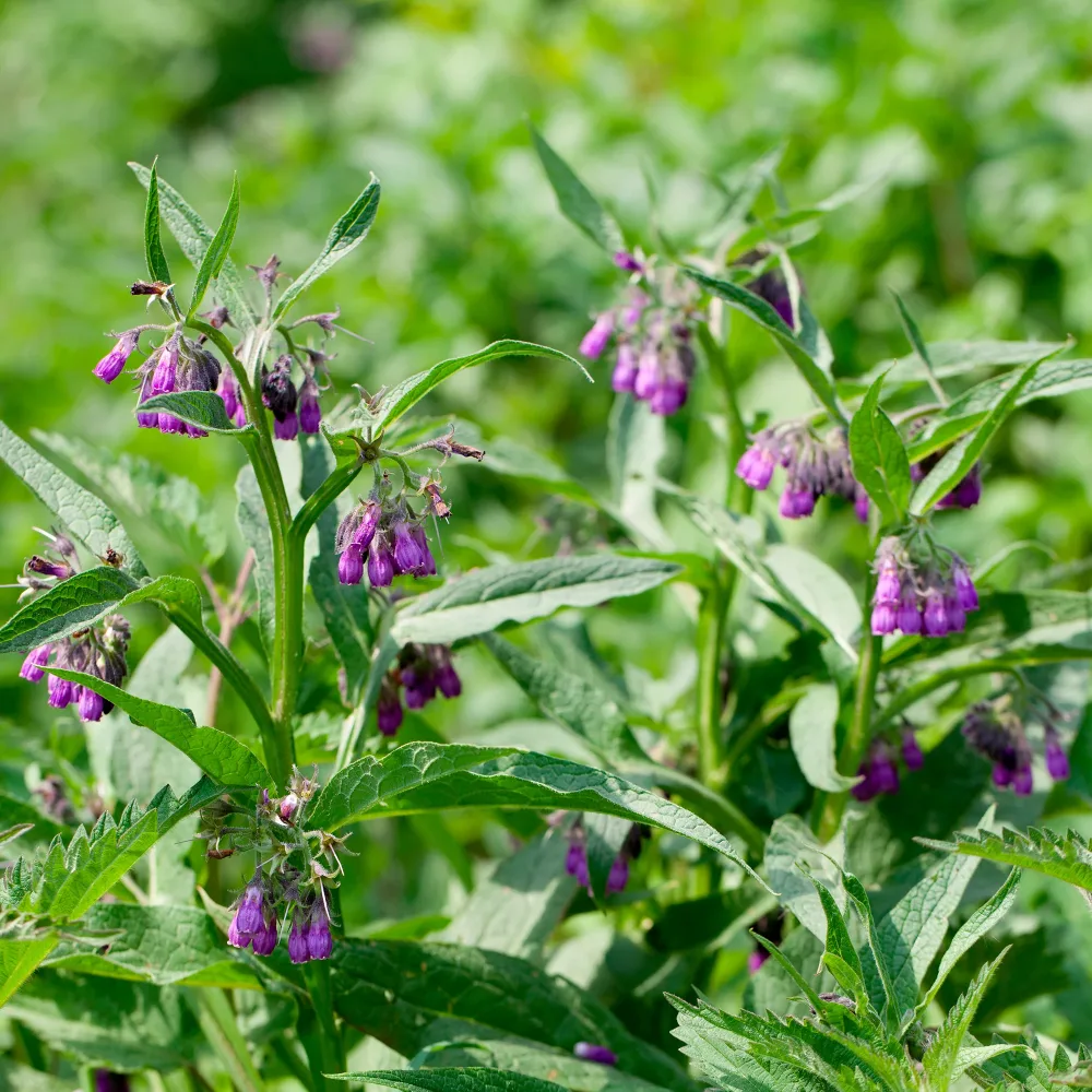 Consoude officinale Purpureum Symphytum officinale purpureum