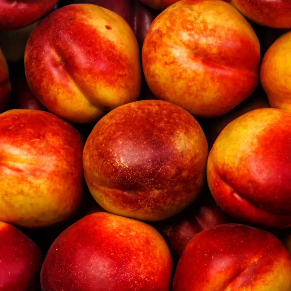 Nectarine Flavor Prunus persica 'flavor gold'