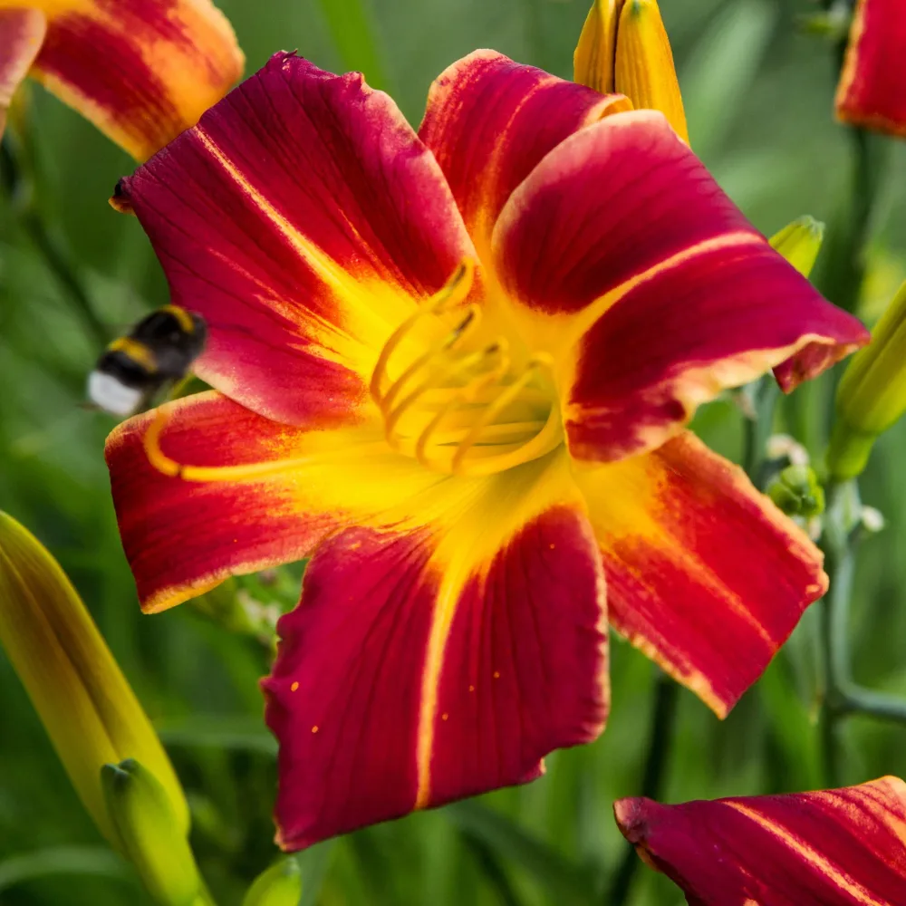 3 Hémérocalles Everydaylily Red Ribs Hemerocallis 'everydaylily red ribs'