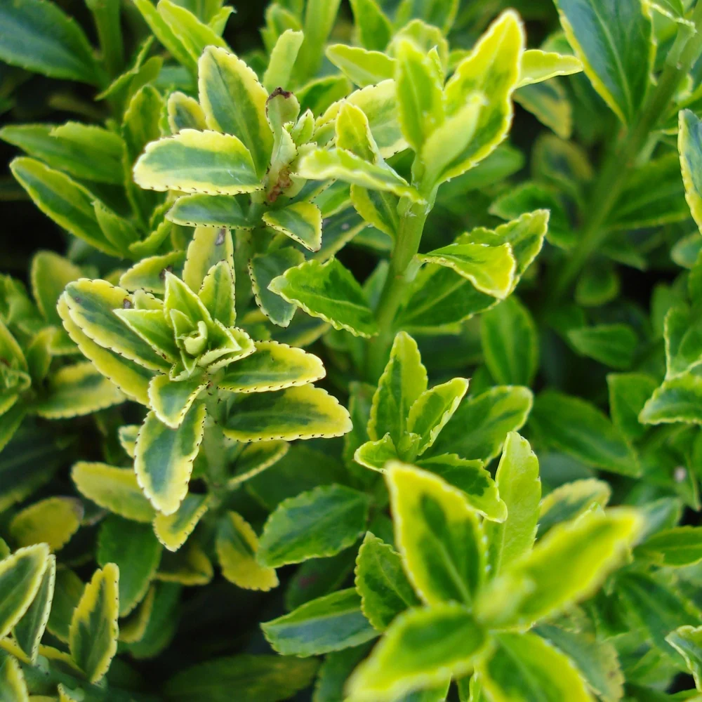 Fusain du Japon aureovariegatus Euonymus japonicus microphyllus Aureovariegatus