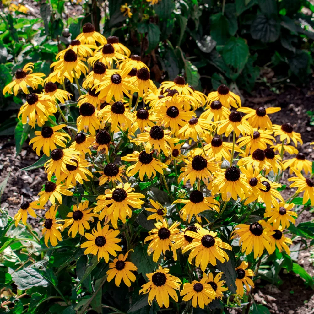 Rudbeckia Early Bird Gold Rudbeckia fulgida Early Bird Gold