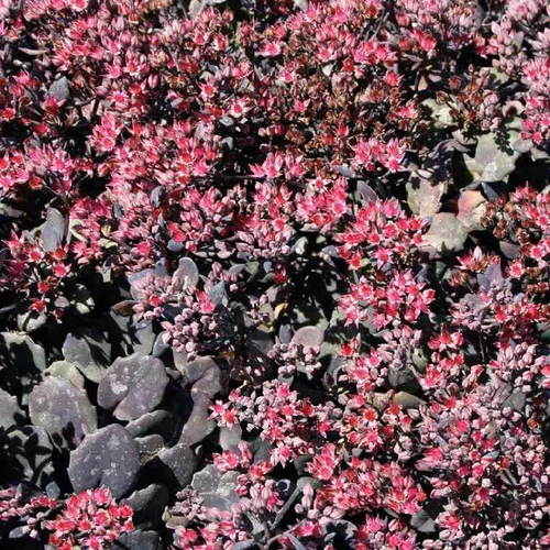 Sedum Cauticolum Rose - Le pot de 9 x 9 cm