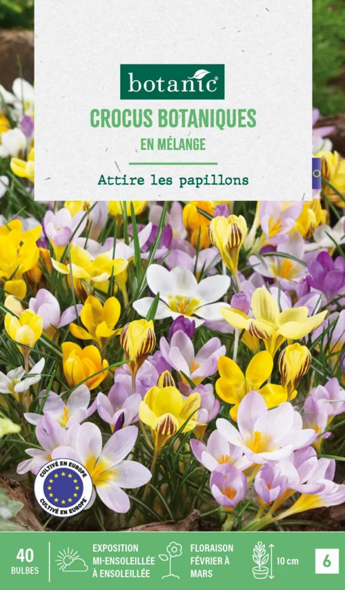 Crocus en mélange botanic® - 40 bulbes