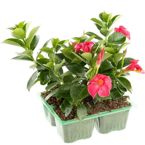 Dipladénia ou Mandevilla à fleurs multicolores - Le pack de 4 plants
