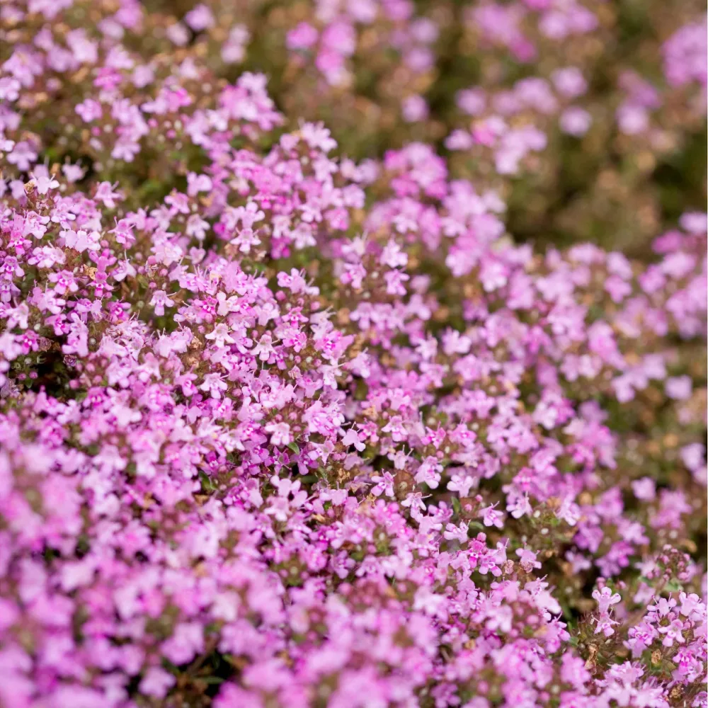 Thym précoce Coccineus Thymus praecox coccineus