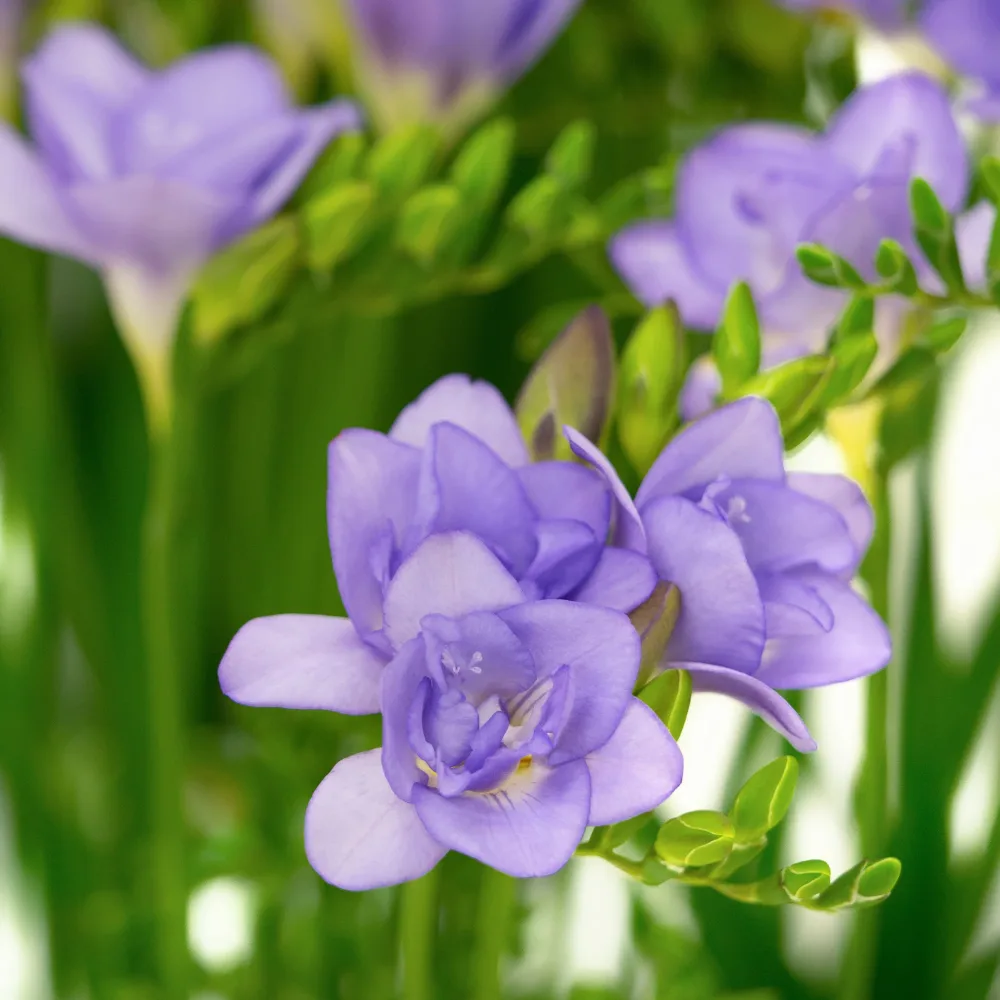 25 Freesias à fleurs doubles bleues Freesia Double Bleu
