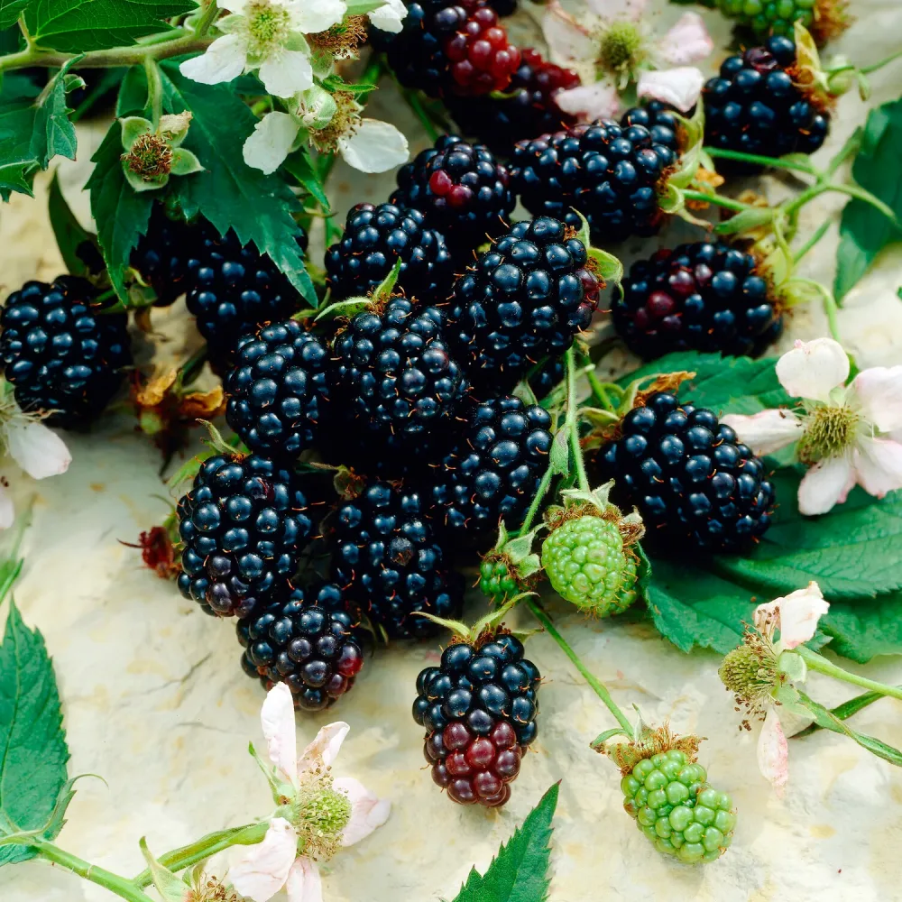 Mûrier Dirksen Rubus fruticosus dirksen