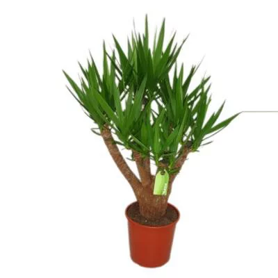 Yucca pot Ø27xH110 cm