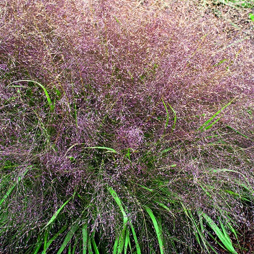 Eragrostide Brillante verte botanic®. Le pot de 4 litres