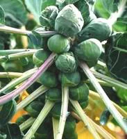 Chou De Bruxelles Bio. La barquette de 3 plants