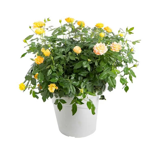 Rosier miniature - Le pot de 1 litre
