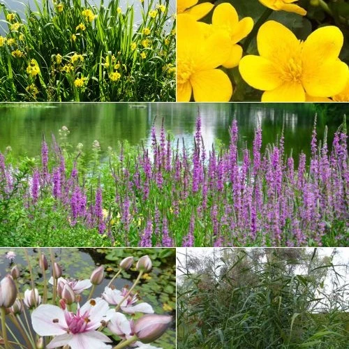 5 plantes de bassin et de berge indigènes en mélange Butomus, Caltha, Iris, Lythrum, Phragmites