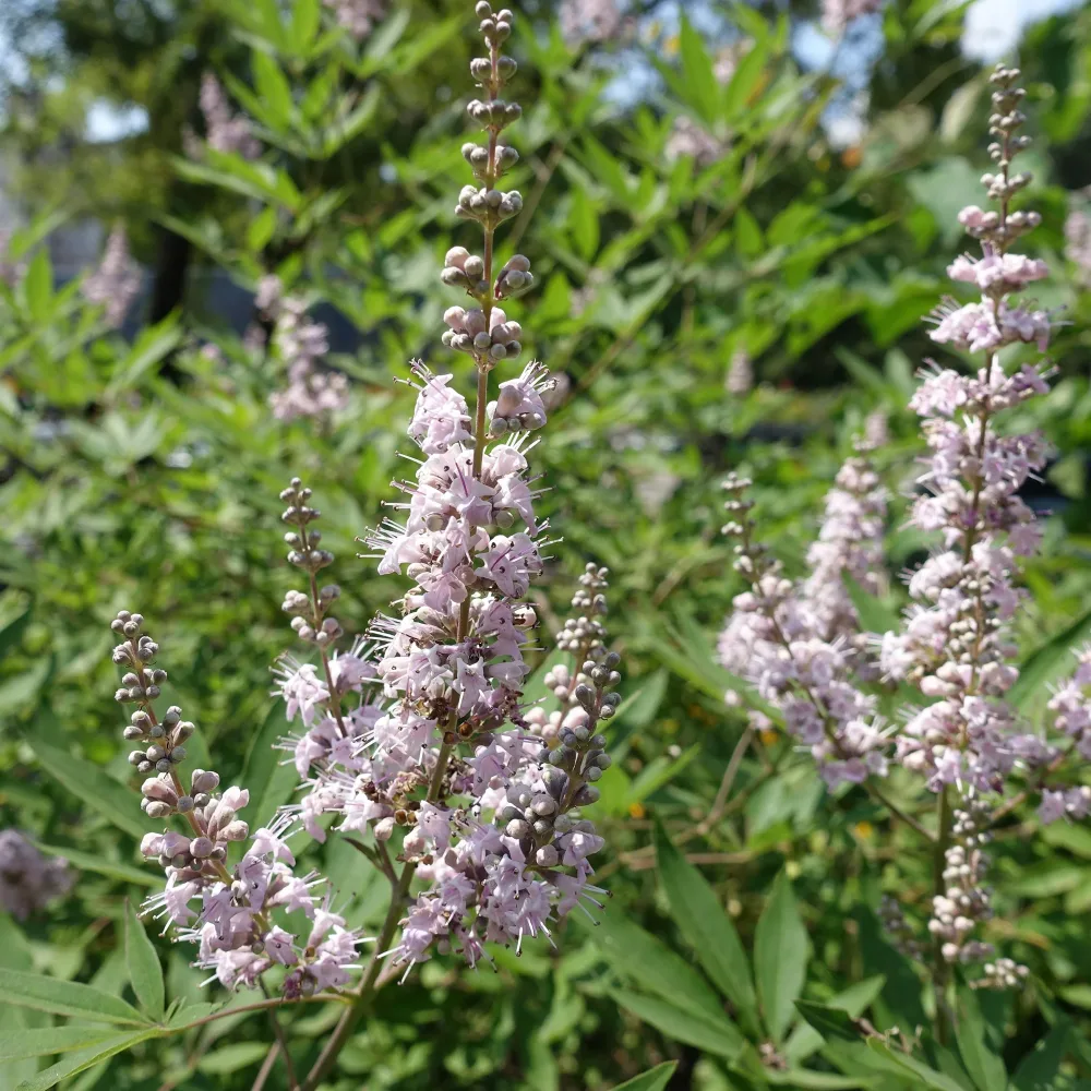 Gatellier nain Pink pinnacle Vitex agnus-castus Pink Pinnacle