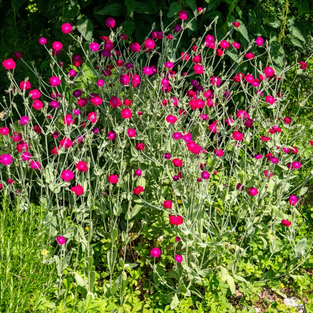 Coquelourde des jardins Lychnis coronaria