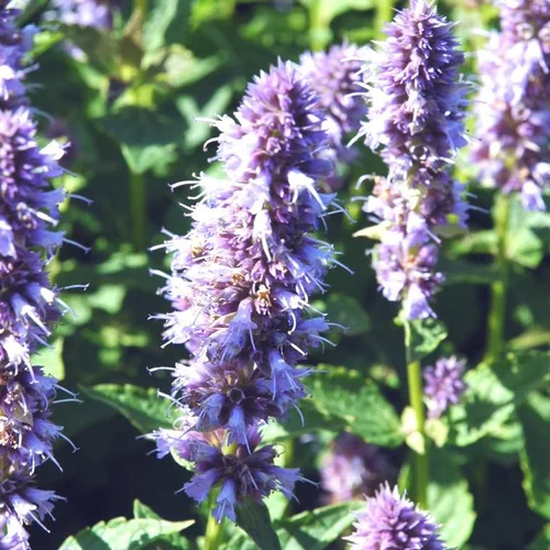 Agastache (hysope anisée) à fleurs bleues - Le pot de 2 litres