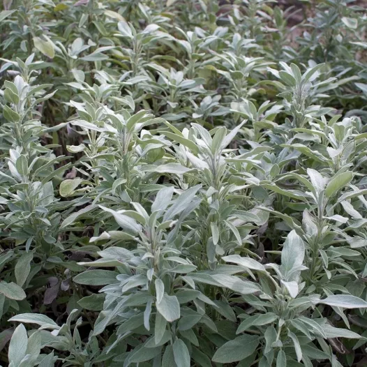 Graines de sauge officinale bio | Graines aromatiques