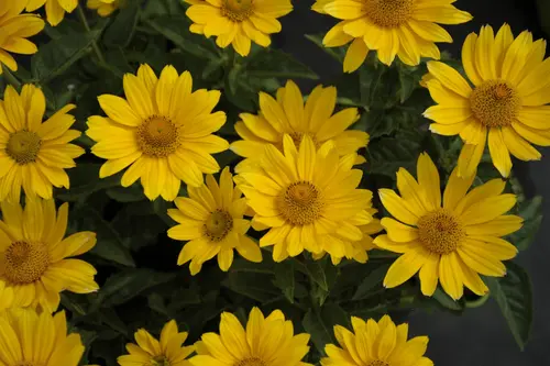 Héliopsis SOLE D’ORO - Le pot de 2 litres