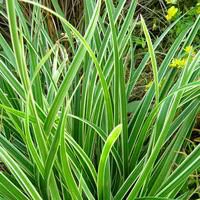 Carex Buchananii - Le pot de 2 litres