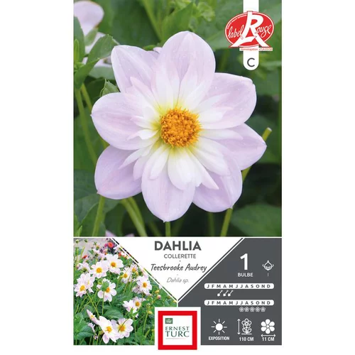 Dahlia collerette haut Teesbrooke Audrey parme / blanc Ernest Turc - 1 bulbe