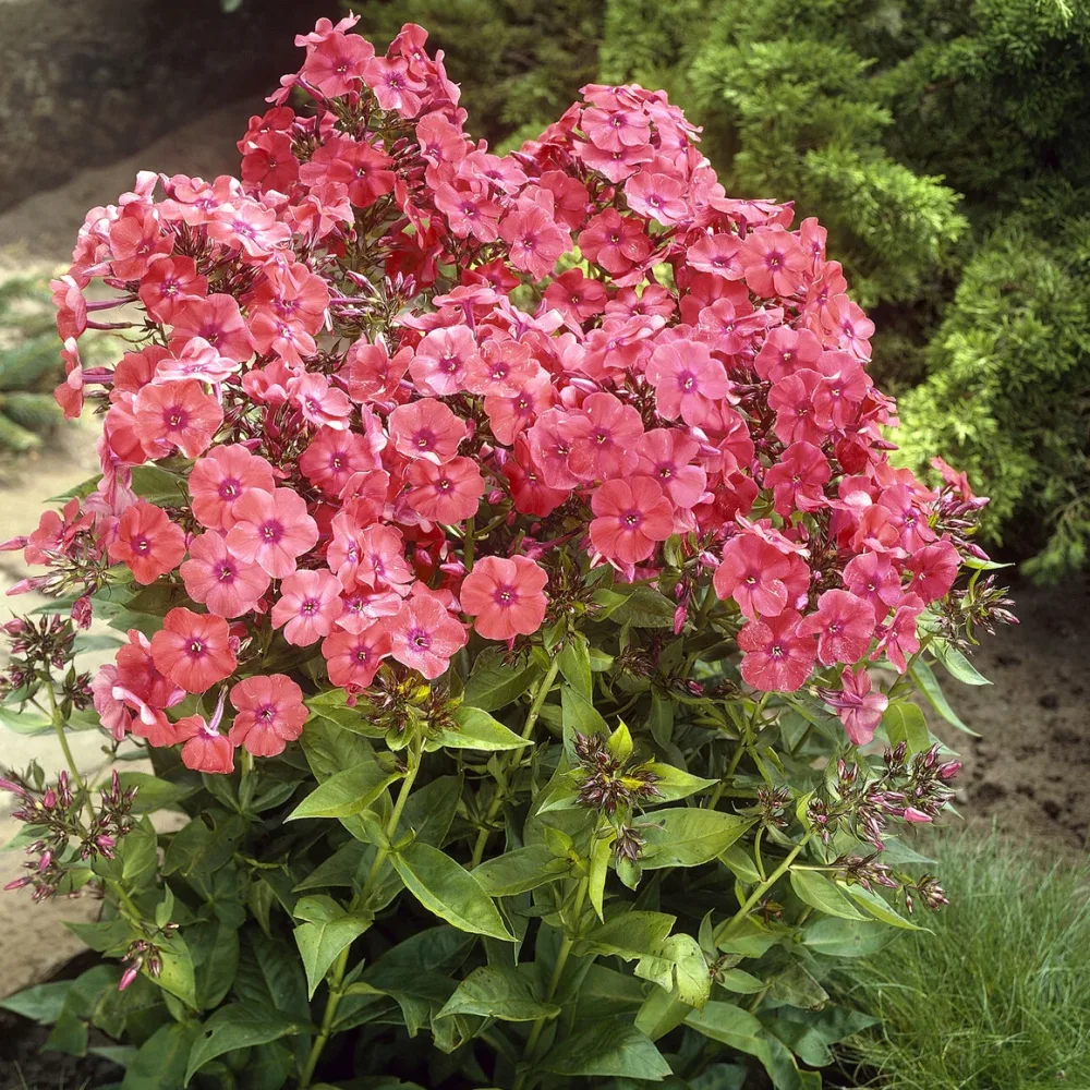 Phlox paniculé Orange Perfection Phlox paniculata Orange Perfection