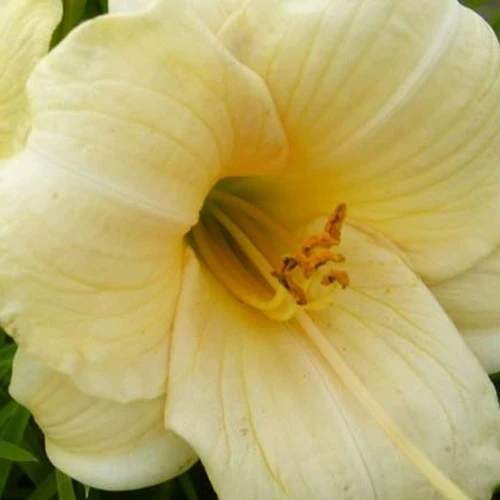 Hémérocalle Precious D'Oro Hemerocallis precious doro