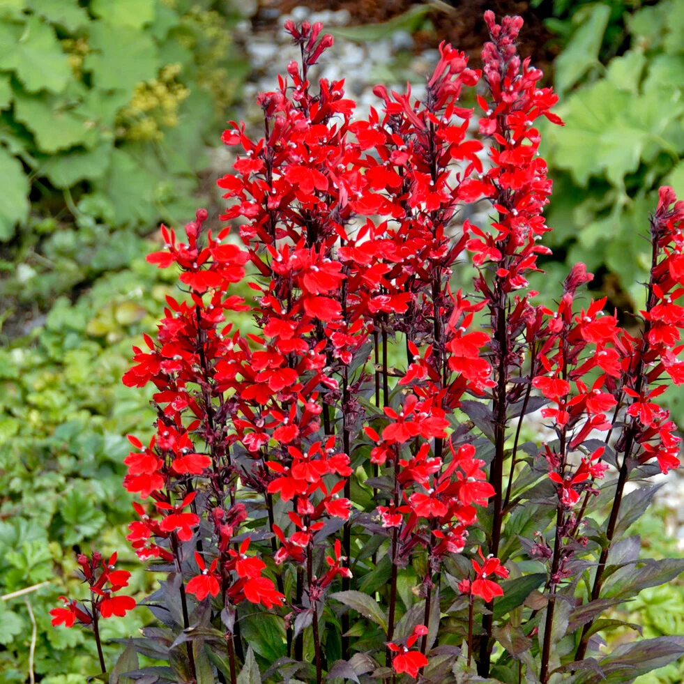 Lobelia écarlate Queen Victoria Lobelia queen victoria