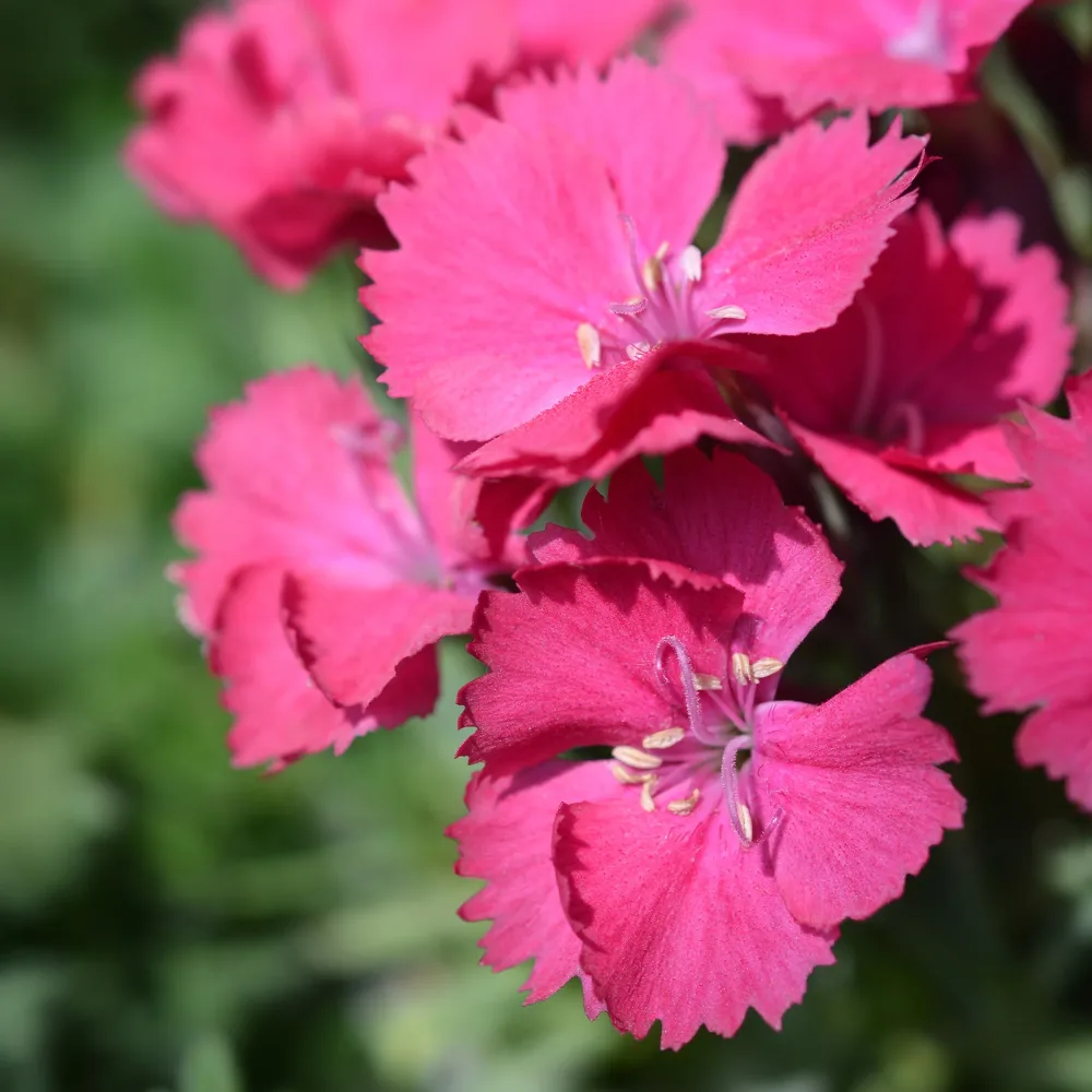 Œillet de la Pentecôte Badenia Dianthus gratianopolitanus Badenia