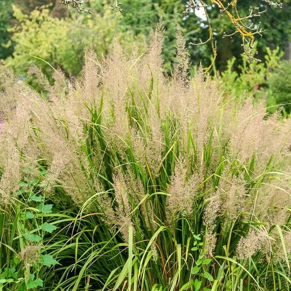 Herbe aux diamants Calamagrostis arundinacea var. brachytricha