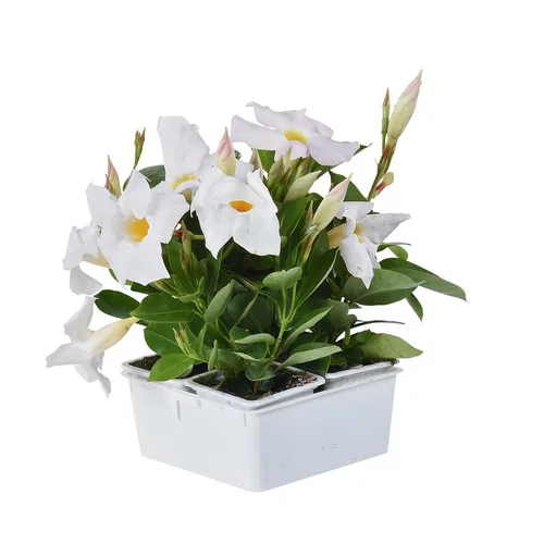 Dipladénia blanc - La barquette de 4 plants