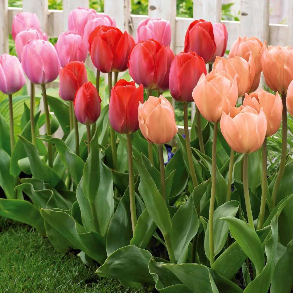 25 Tulipes Van Eijk en mélange Tulipa salmon van eijk , mystic van eij'orange an