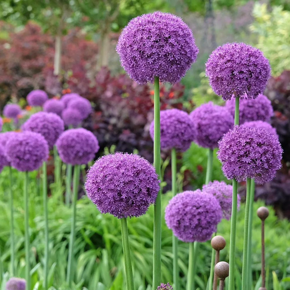 Ail géant de l'Himalaya Allium giganteum