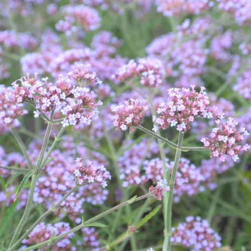 Verveine bonariensis lollipop rose en pot de 2 L