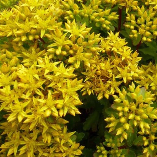 3 Sedum Immergrünchen Sedum hybridum immergrünchen