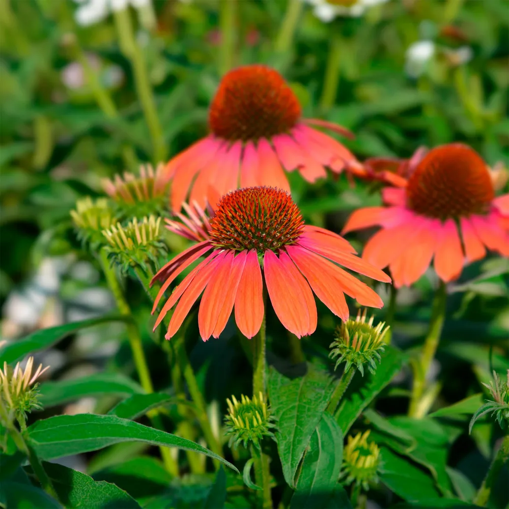 Échinacée pourpre Julia Echinacea purpurea Julia