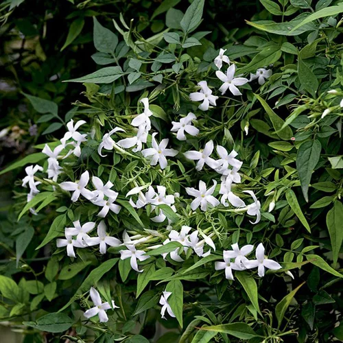 JASMIN OFFICINALE. Le pot de 3 litres