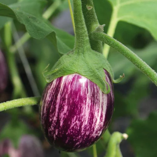 Aubergine Striee Zebrina Bio - Le pot compostable de 10,5 cm