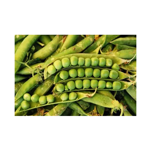 Semences bio de Pois à rames à écosser Téléphone