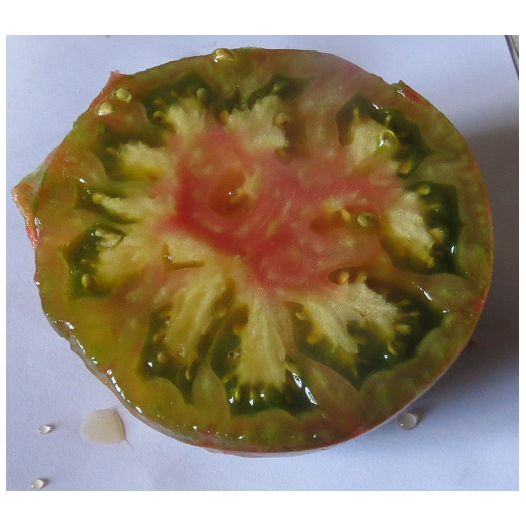 Semences bio de Tomate Harvard Square