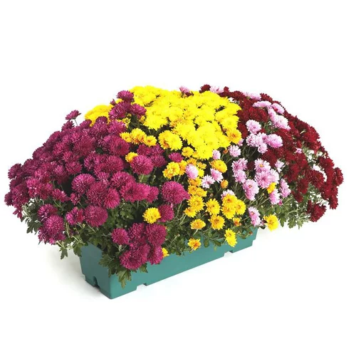 Chrysanthème arlequin multicolore. La jardinière de 40 cm