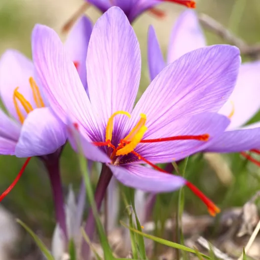 5 bulbes de Safran Crocus Sativus bio