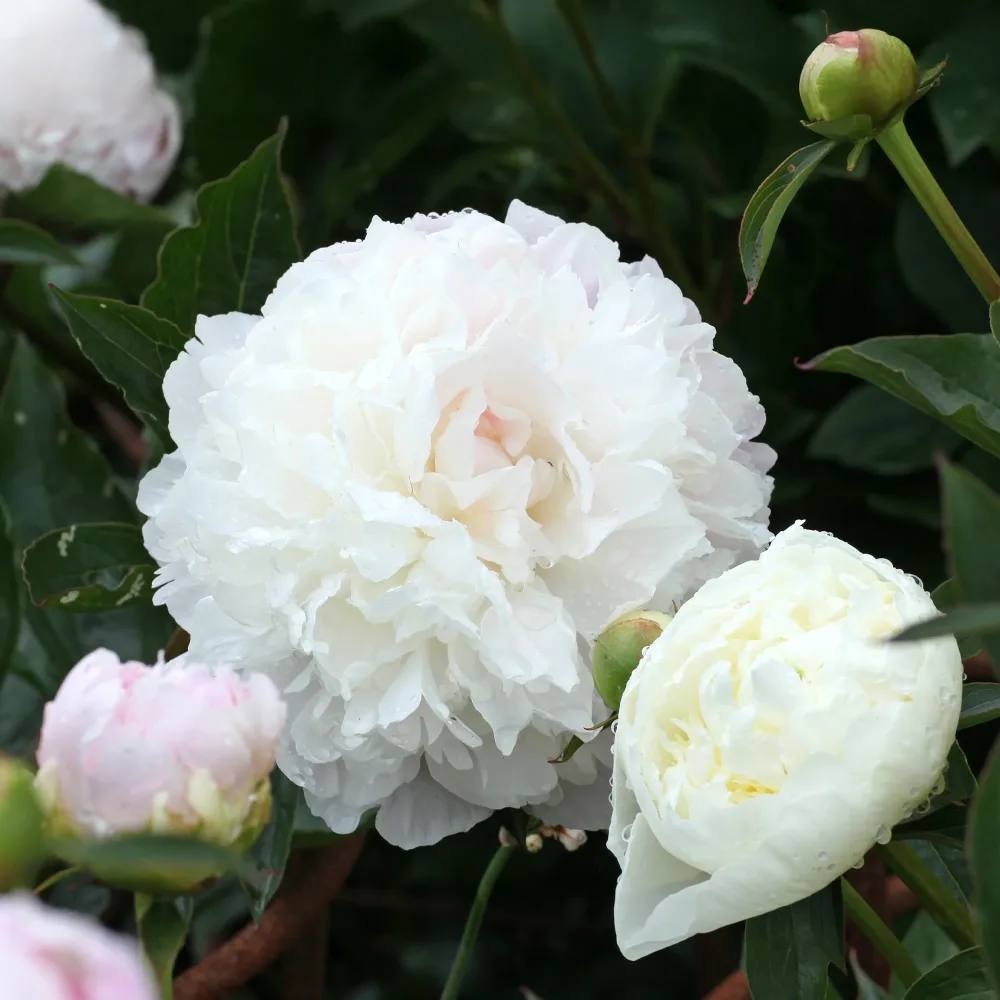 Pivoine Duchesse de Nemours Paeonia lactiflora Duchesse de Nemours
