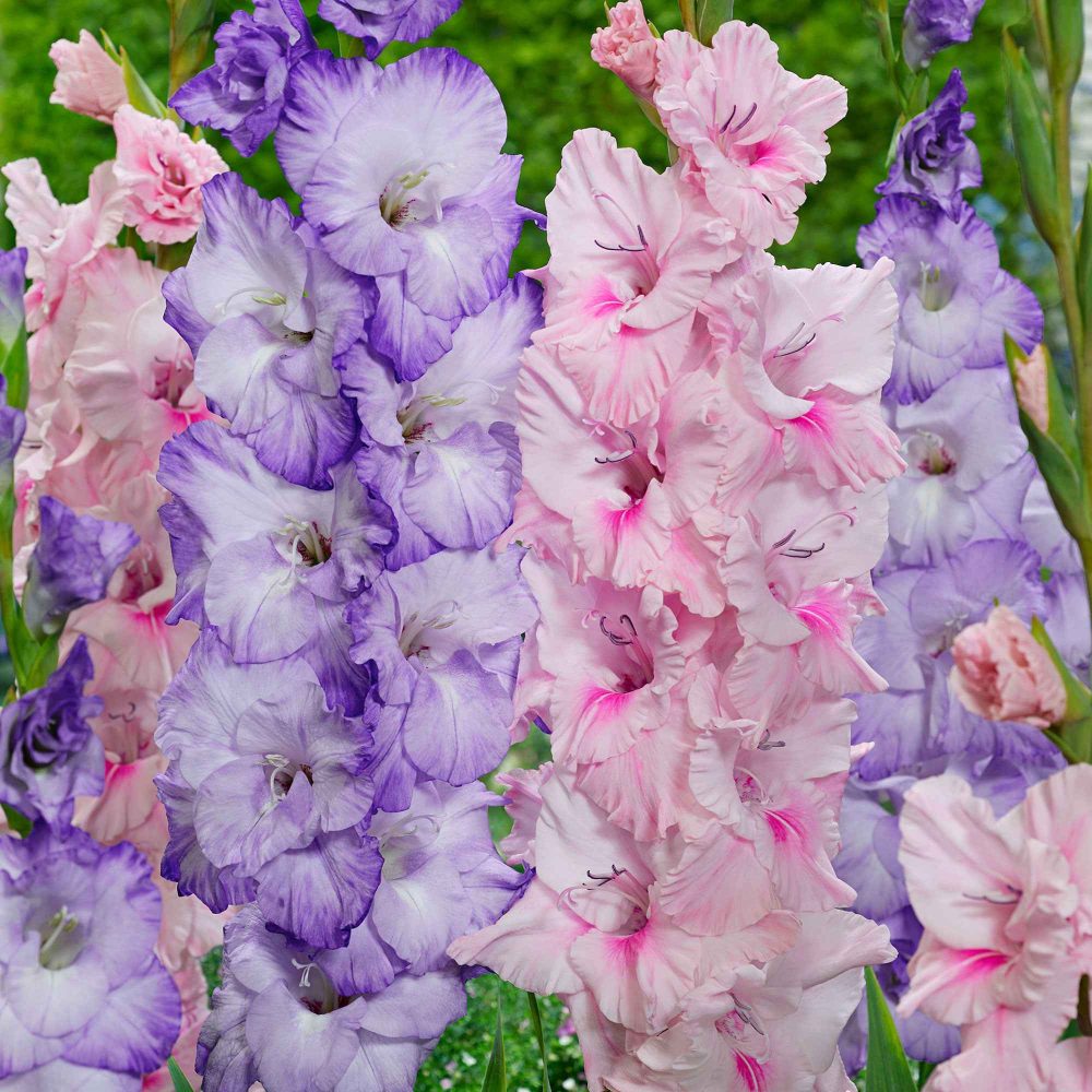 20 Glaïeuls Sweet Pastel Beauty en mélange Gladiolus 'Milka', 'Adrenalin'