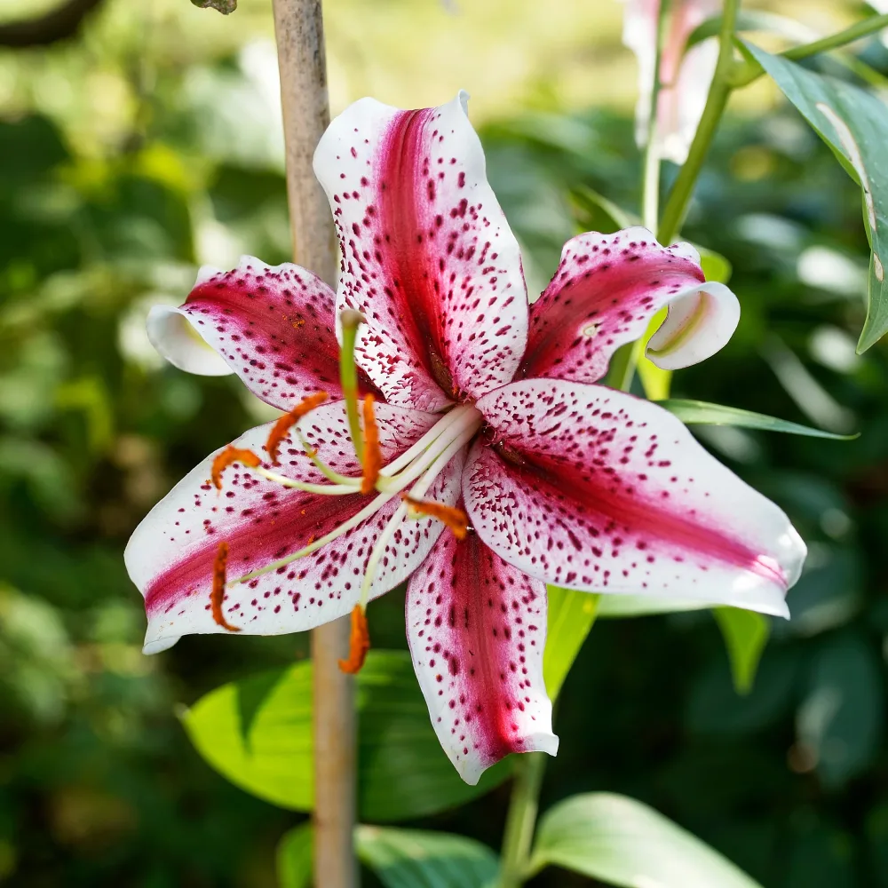 2 Lys Oriental Star Gazer Lilium Star Gazer