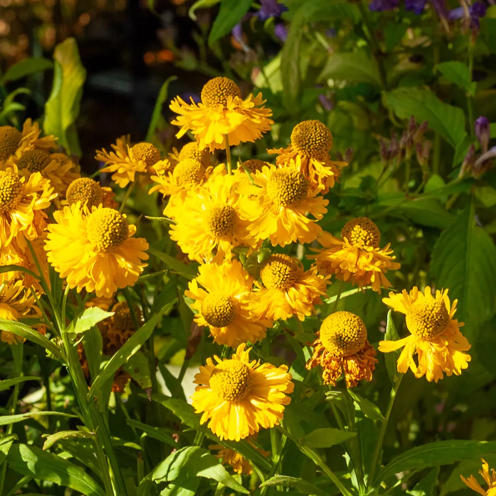Hélénie Double Trouble Helenium double trouble