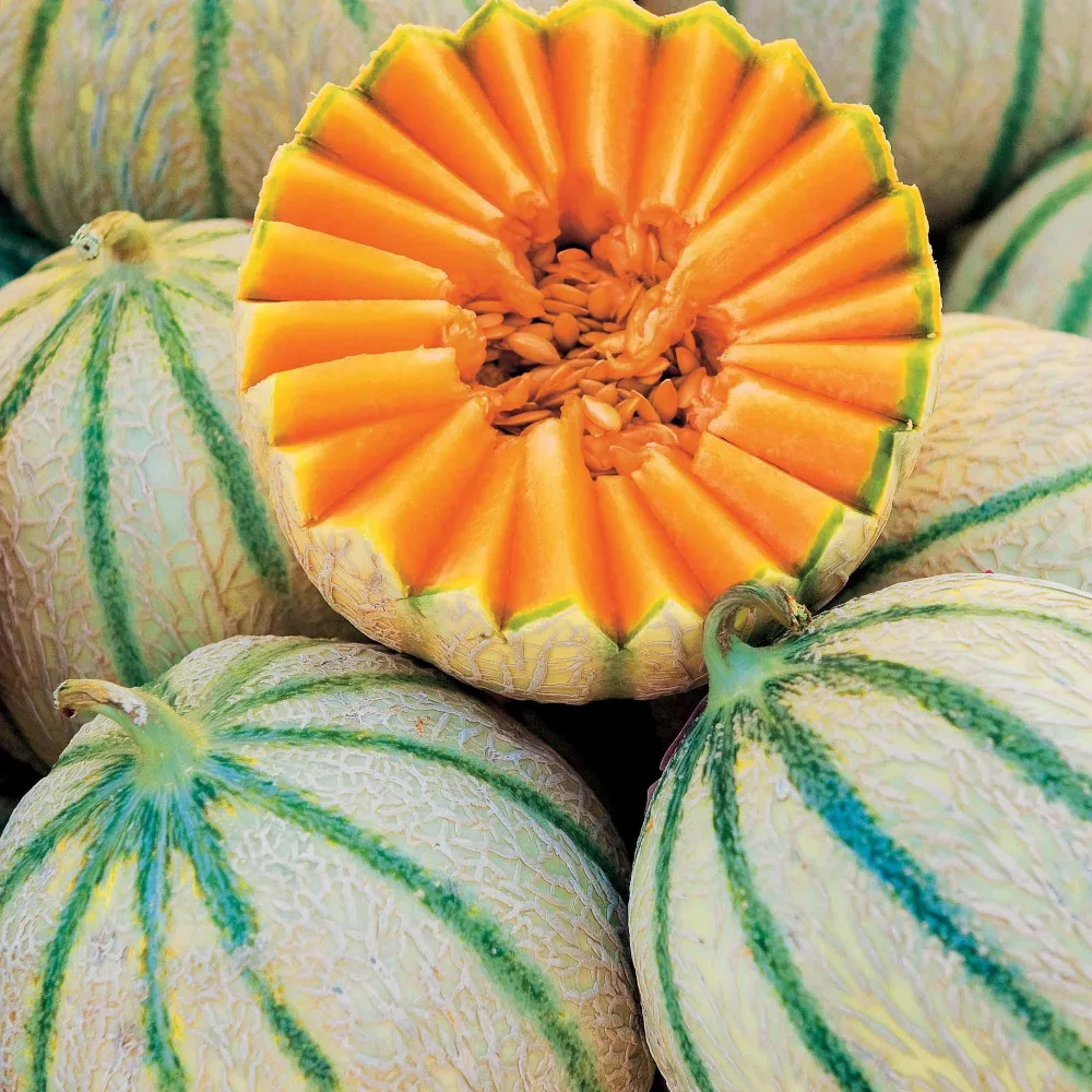 Melon Rubens F1 (Obt. Clause) Cucumis melo rubens f1 (obt. clause)