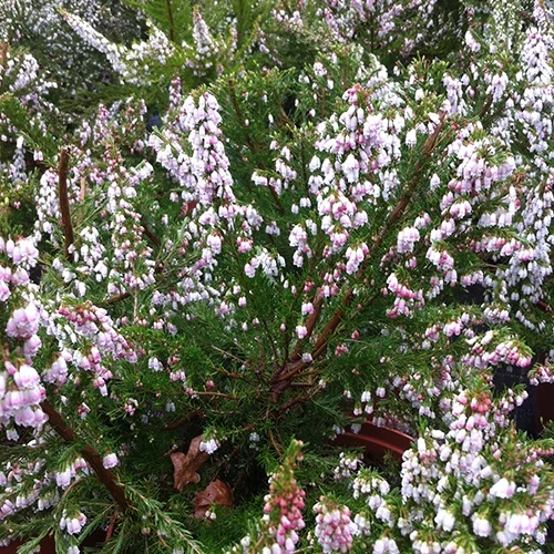 Bruyère arborescente Great Star® Le Vasterival Erica arborea great star® 'le vasterival'