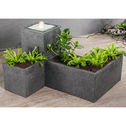 Thalia dealbata en pot design de 10 L
